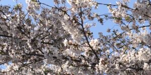 Cherry blossoms on campus