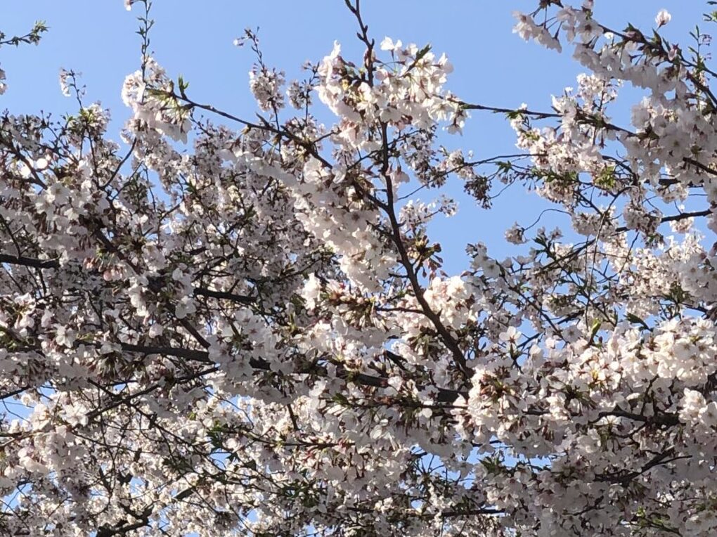 Cherry blossoms on campus